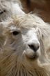Peruvian Llama