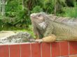 Iguana