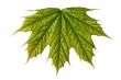 new leaf
