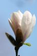Pink magnolia flower