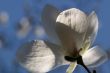 White magnolia flower