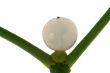 Macro photo of a  mistletoe berry