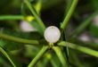 Macro of a mistletoe berry