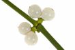 mistletoe sprig with berries