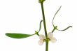 Macro of a mistletoe twig