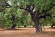olive tree