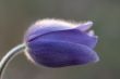 Macro of pasque flower