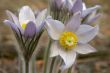 pasque flower