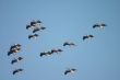 flock of pelican birds