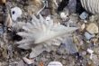 Shells on the sand