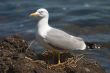 Seagull bird in the nest