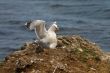 Copulation of seagulls