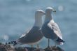 married couple of sea gulls