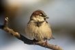 Sparrow bird on the twig