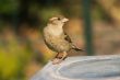 Sparrow bird