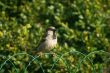 Sparrow bird on the fence