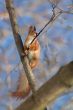Squirrel licking the twig