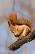 Red squirrel on the branch
