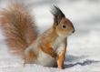 Squirrel on the snow