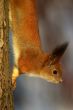 Squirrel on the tree stem