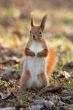Red squirrel