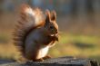 Eating squirrel