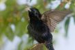 singing bird