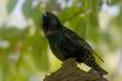 Starling bird singing
