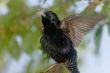 Warbling starling bird