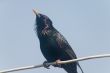 Starling bird