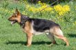 germany sheepdog