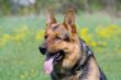 sheepdog`s head