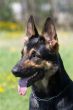 sheepdog`s head