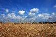 Wheaten field under clouds
