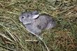 babby rabbit