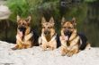 three sheepdogs