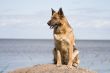 germany sheepdog sitting on the stone
