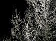 the snow-covered tree