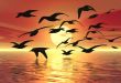 Sunset Birds