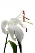 Fading lily