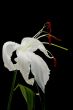 Fading lily