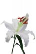 Lily on white