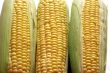 Corn 3