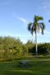 Palm Tree with park bench