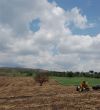 Sugarcane Field After Harvest in Chiapas, Mexico