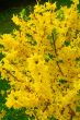 forsythia bush