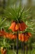 bellflower