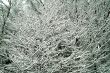 cold tree