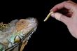 iguana