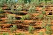 olive grove